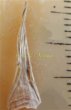  Scaly leaf